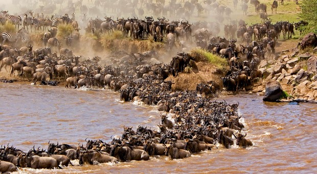 Wildebeest Migration Tour