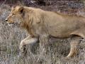 Young Male African Lion