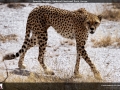 FT2014_036_1366x768
