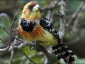 Created Barbet
