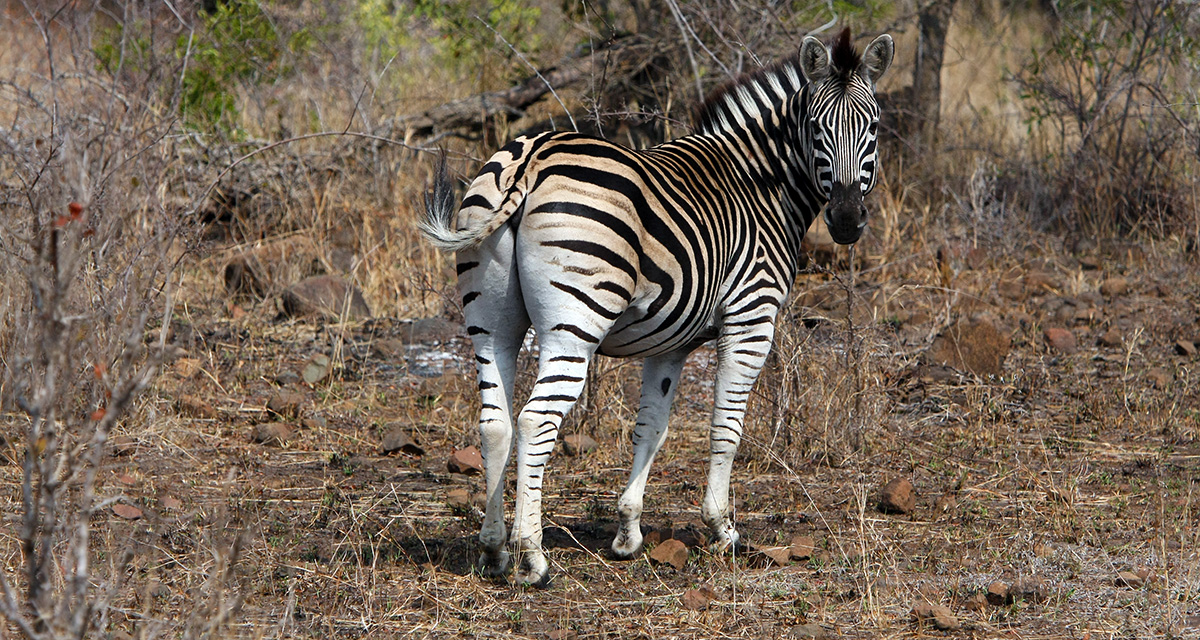 Kruger National Park, South Africa | live your passion...